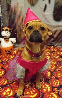 Zoey B Hal 2013.jpg
